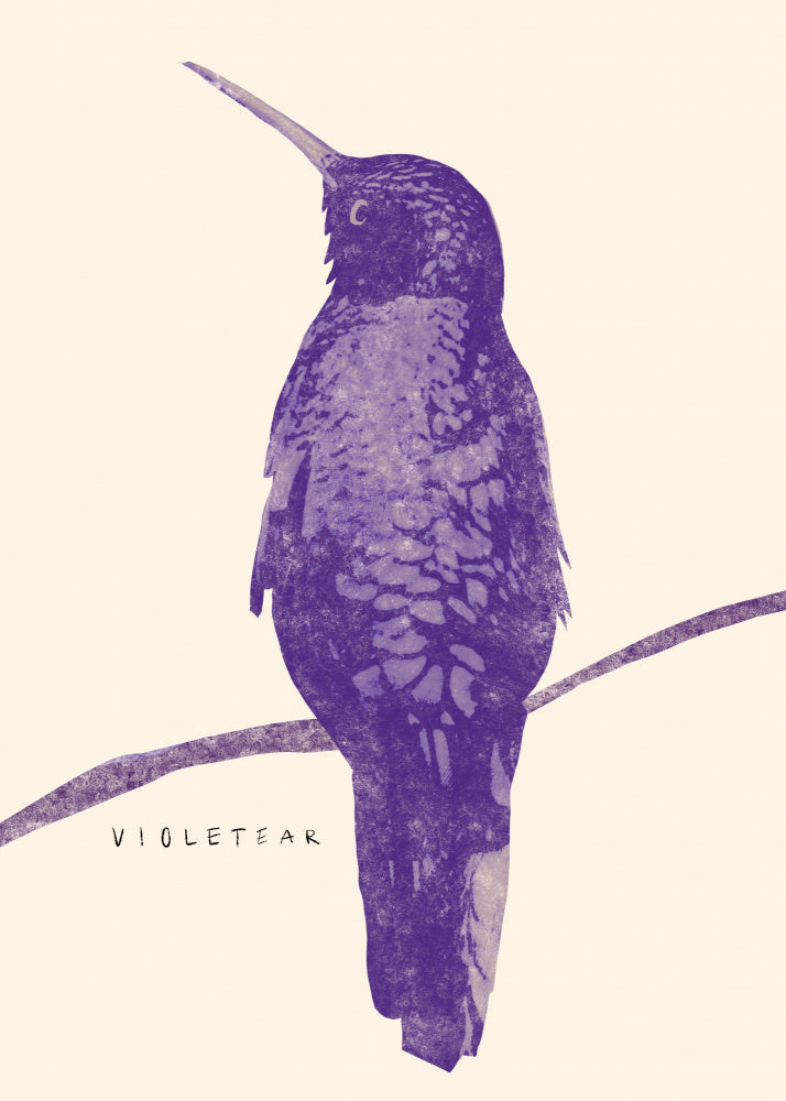 Elegant Violet Hummingbird