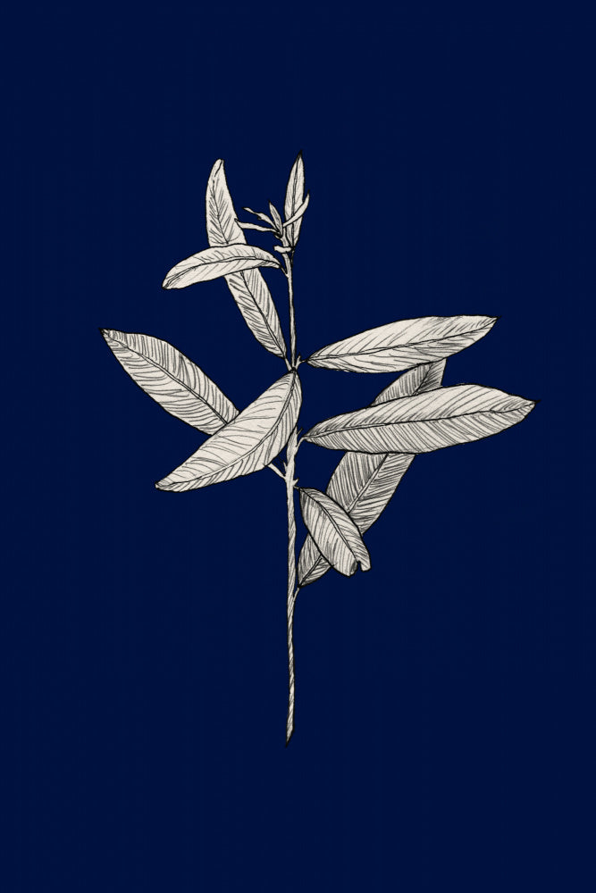 Botanical02