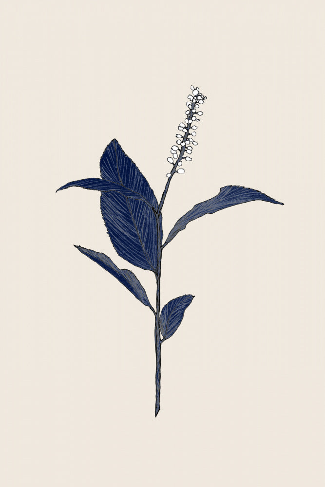 Botanical01