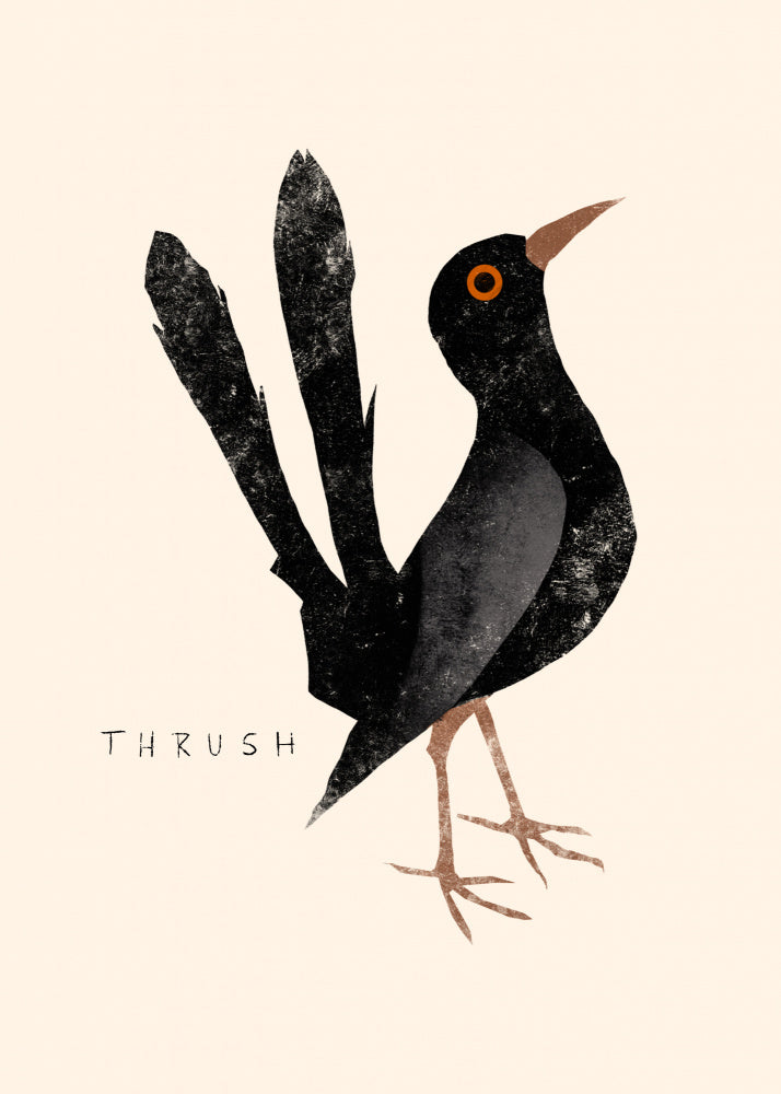 Elegant Black Thrush