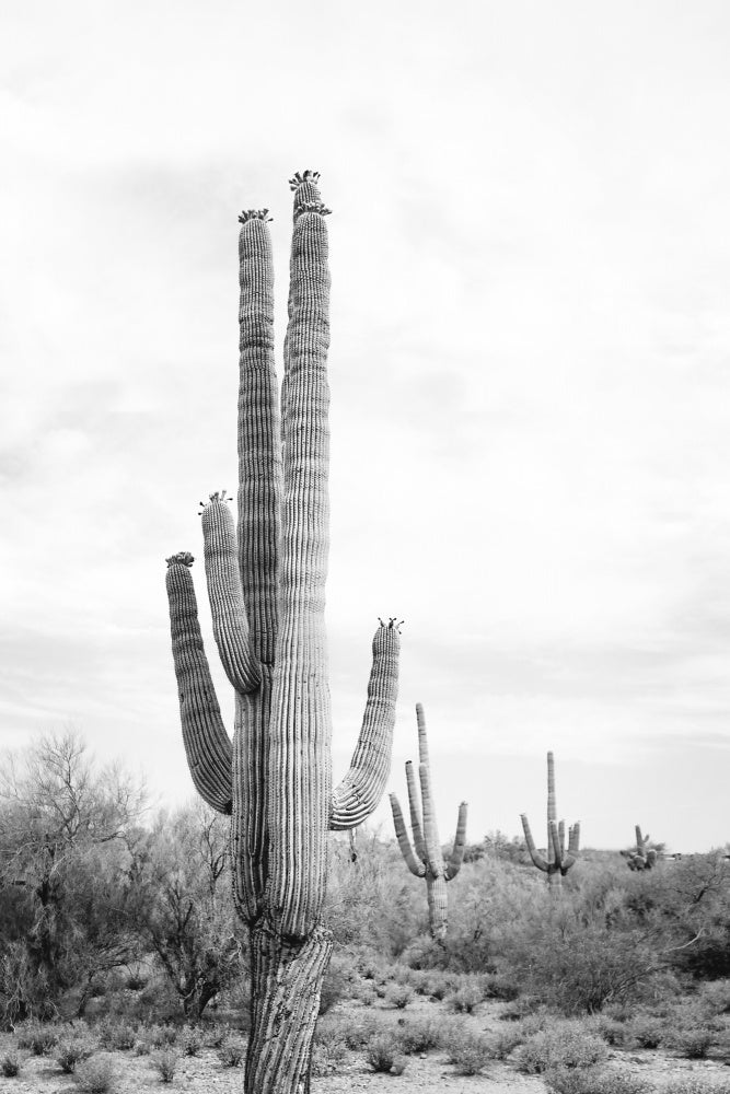 Saguaro B&W