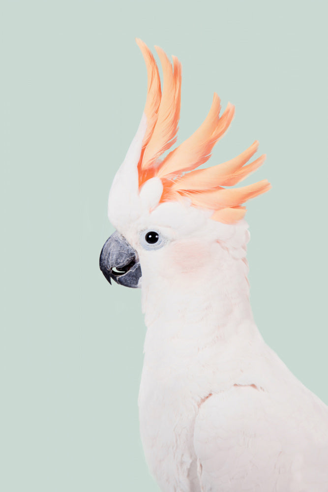 Cockatoo on Mint
