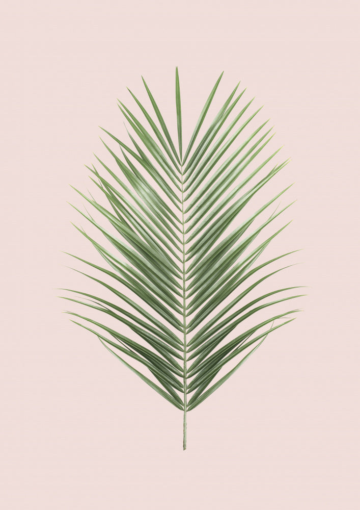 Palm Leaf Blush