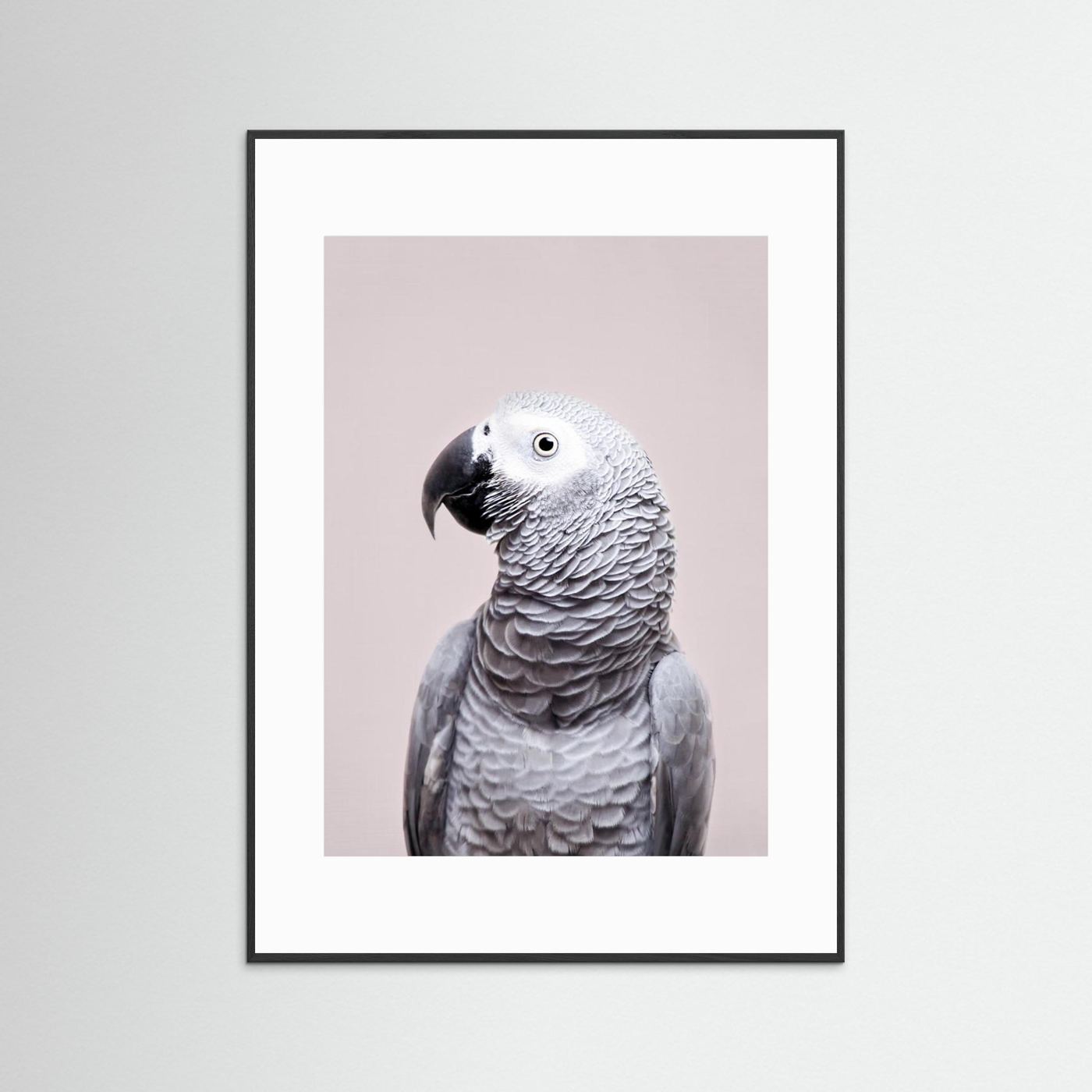 African Grey by Kathrin Pienaar