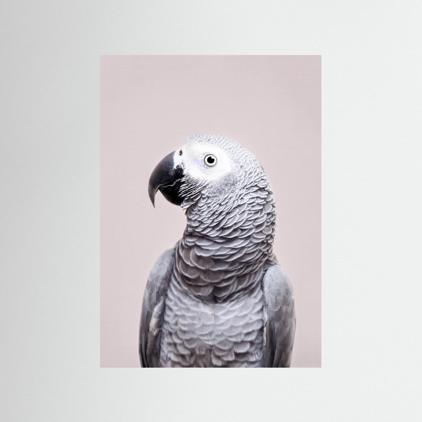 African Grey by Kathrin Pienaar
