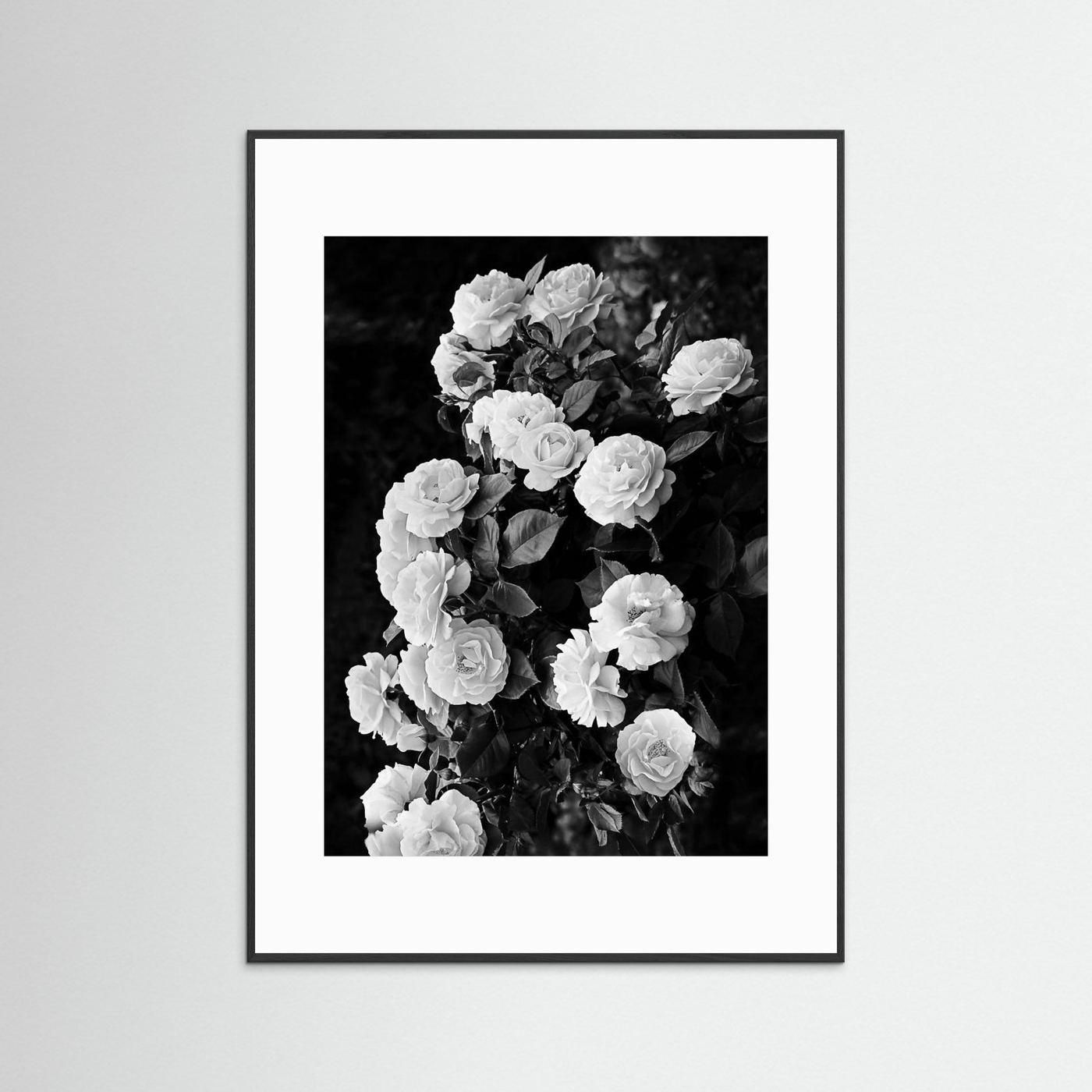 Rose Bush by Kathrin Pienaar