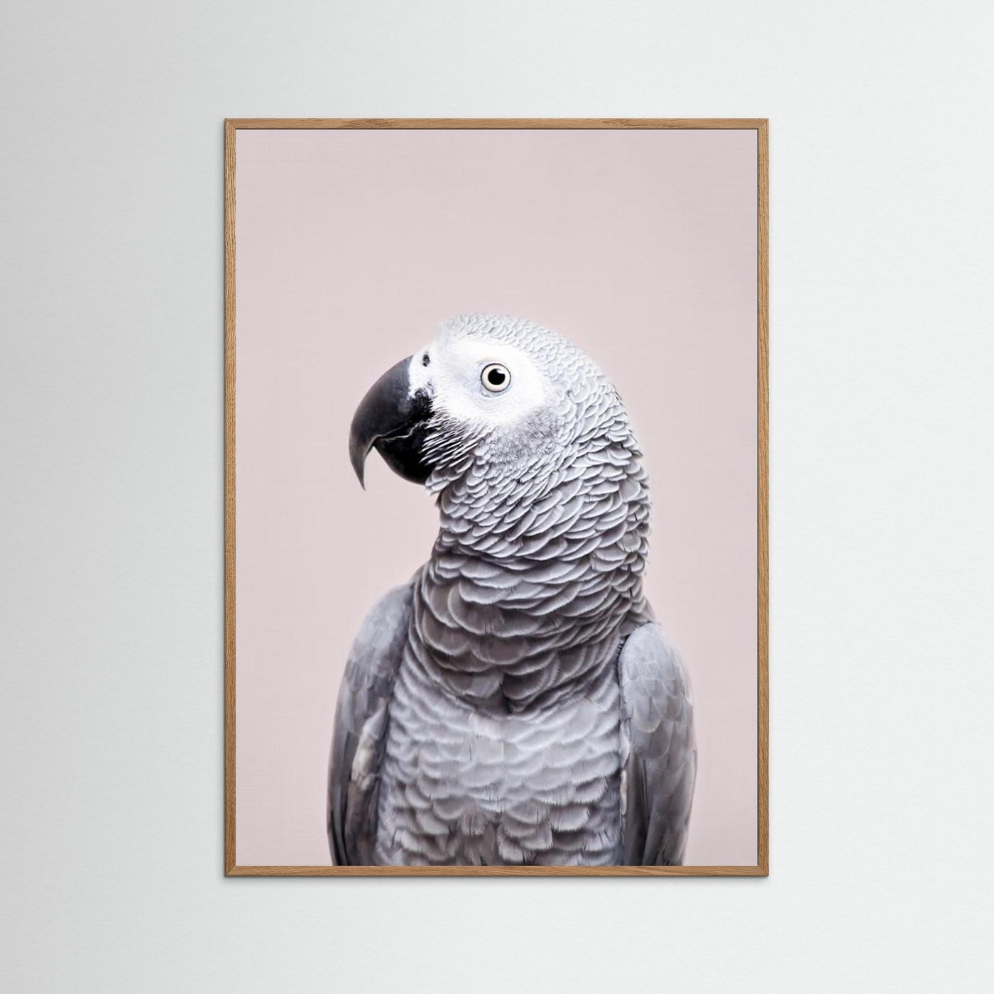 African Grey by Kathrin Pienaar