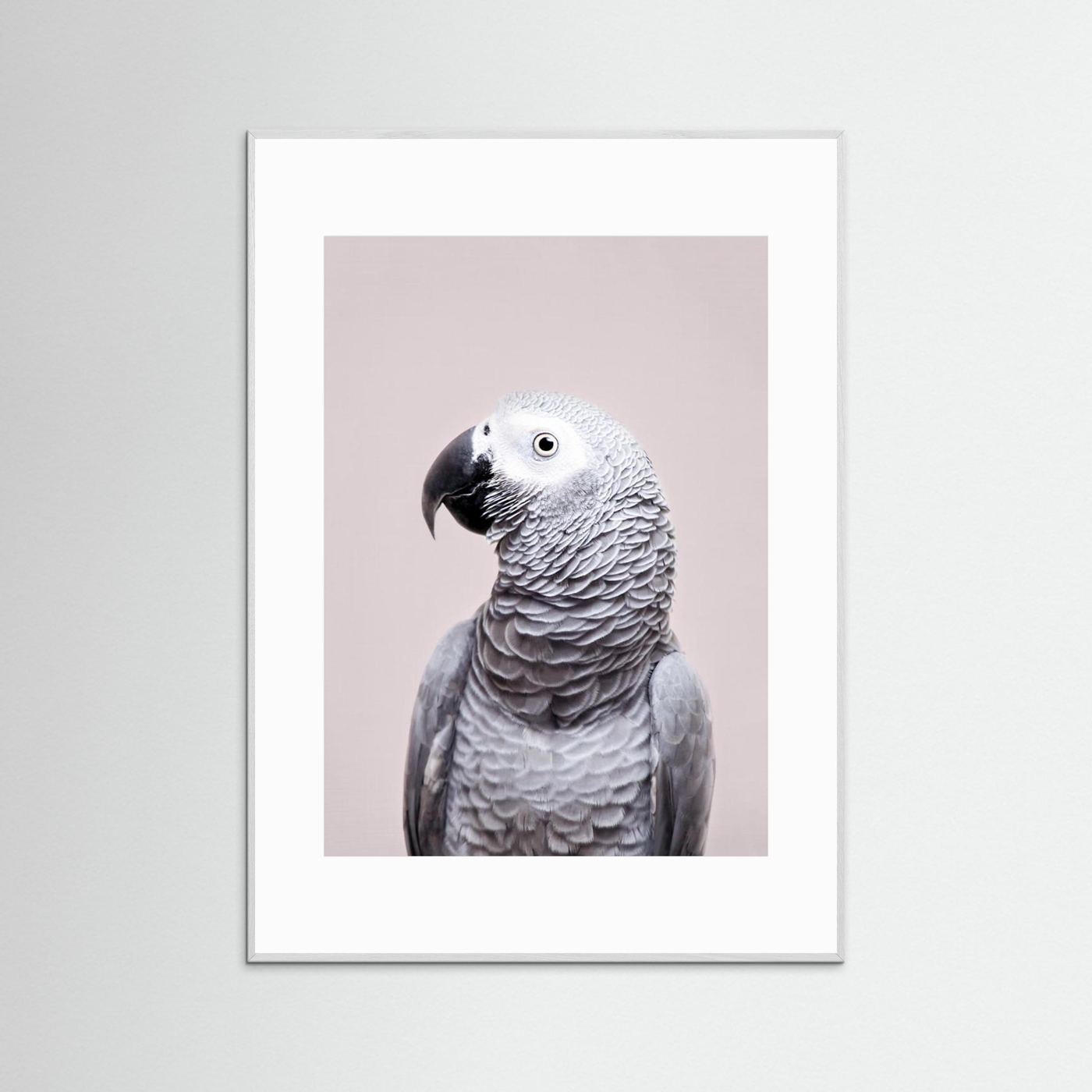 African Grey by Kathrin Pienaar