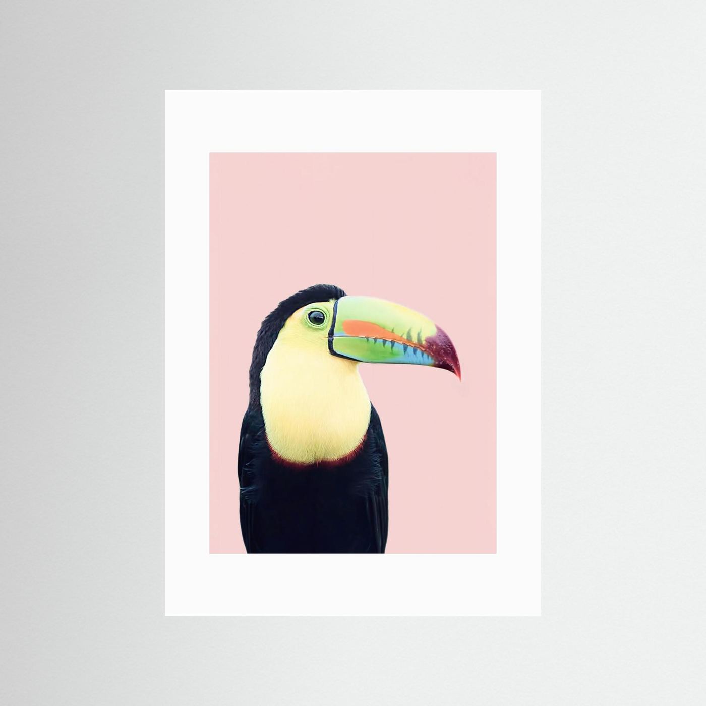 Toucan on Pink by Kathrin Pienaar