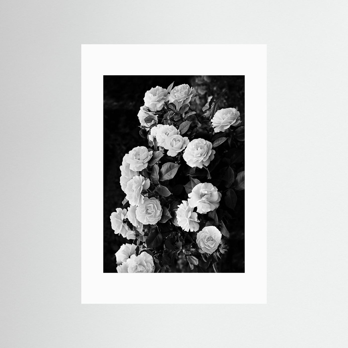 Rose Bush by Kathrin Pienaar