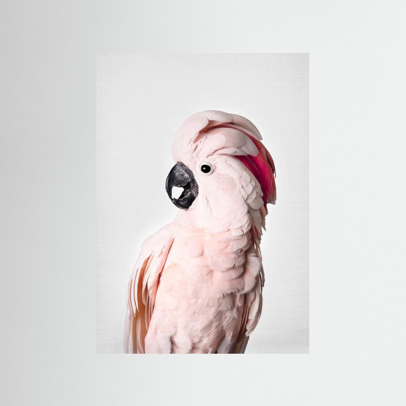 Pink Cockatoo by Kathrin Pienaar