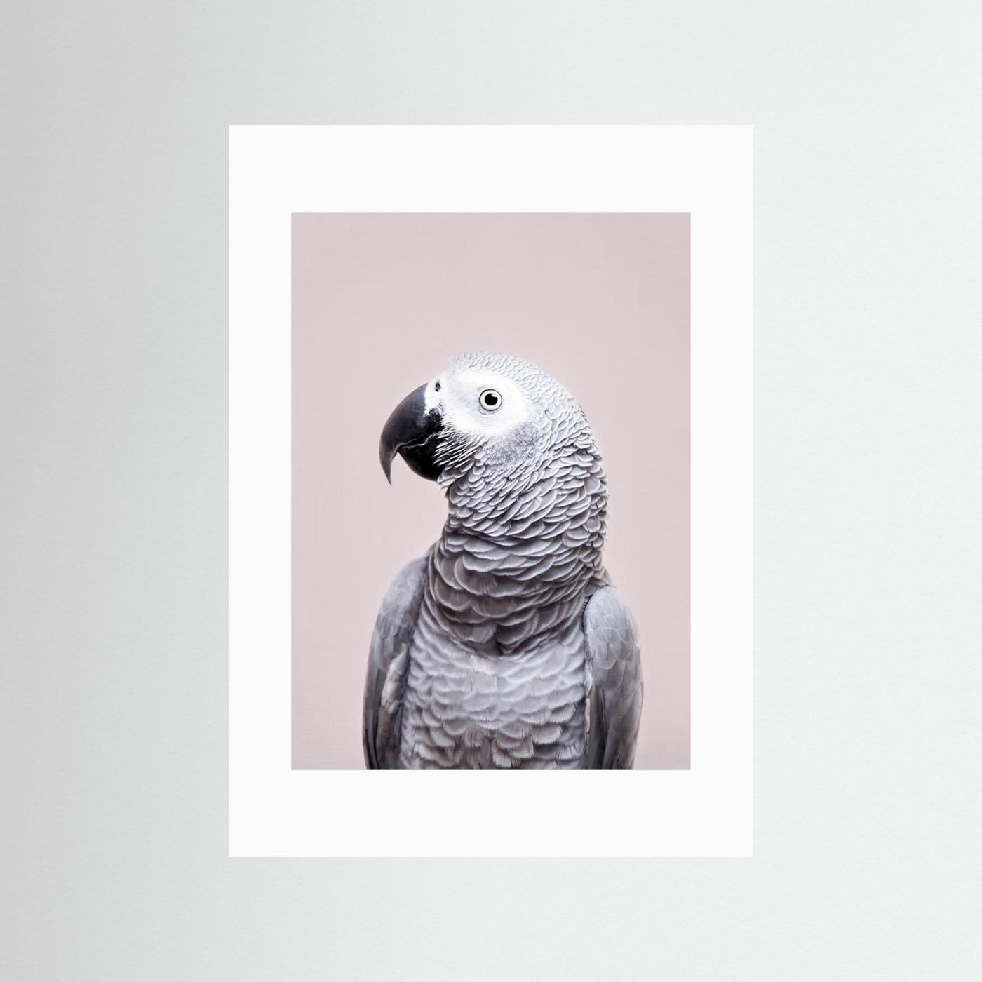 African Grey by Kathrin Pienaar
