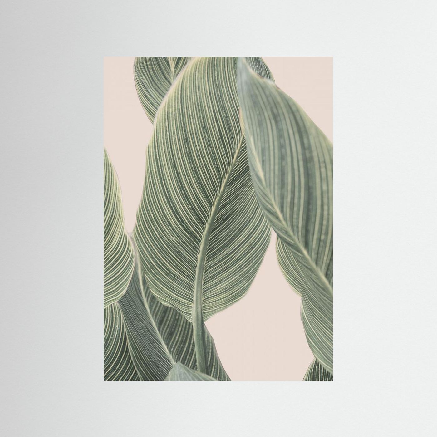 Calla Leaf by Kathrin Pienaar