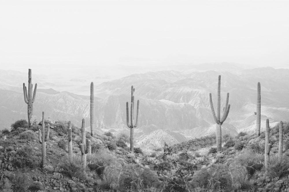 Western Cactus