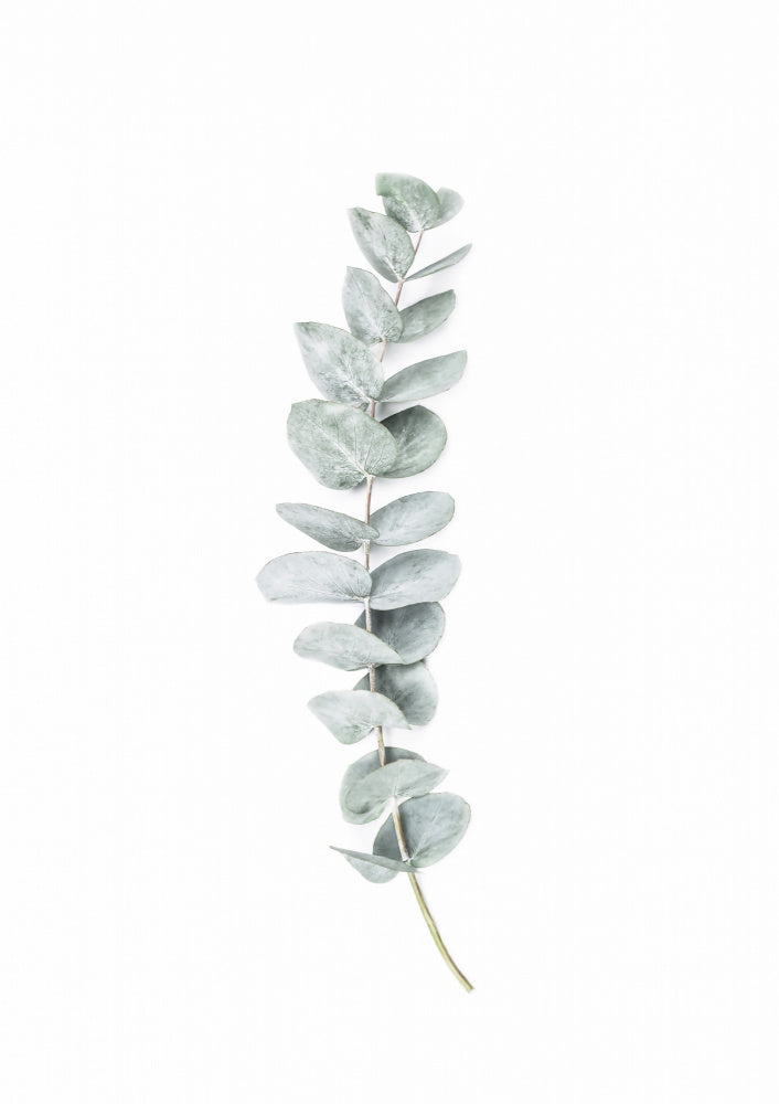 Eucalyptus II