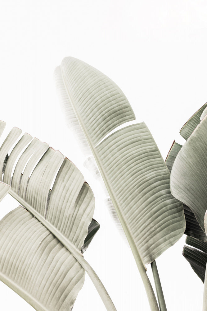 Banana leaf 1