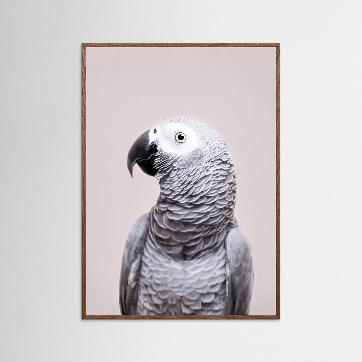 African Grey by Kathrin Pienaar
