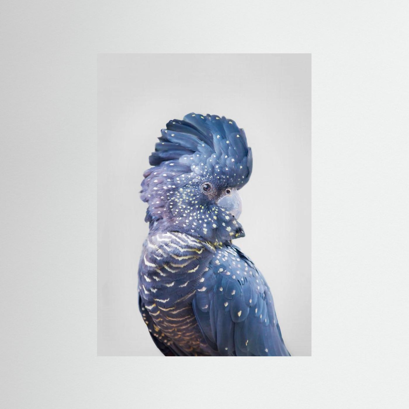Black Cockatoo by Kathrin Pienaar