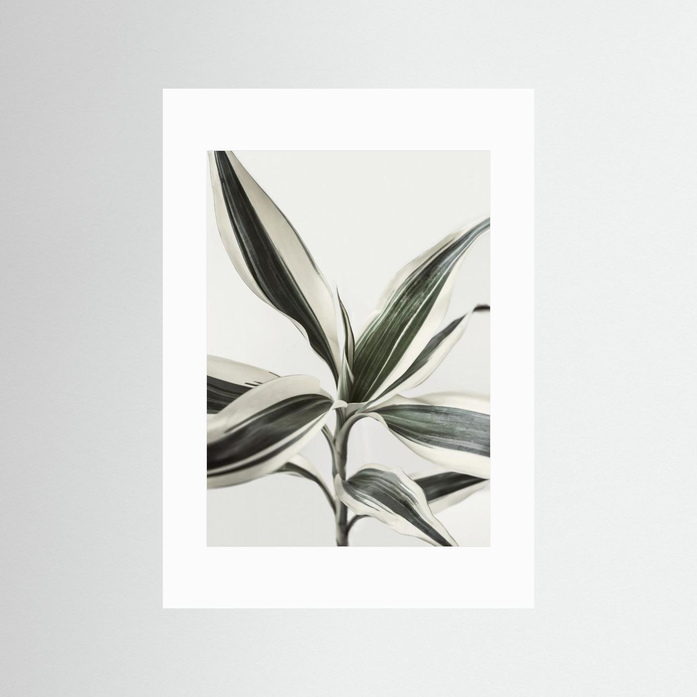 Foliage by Kathrin Pienaar