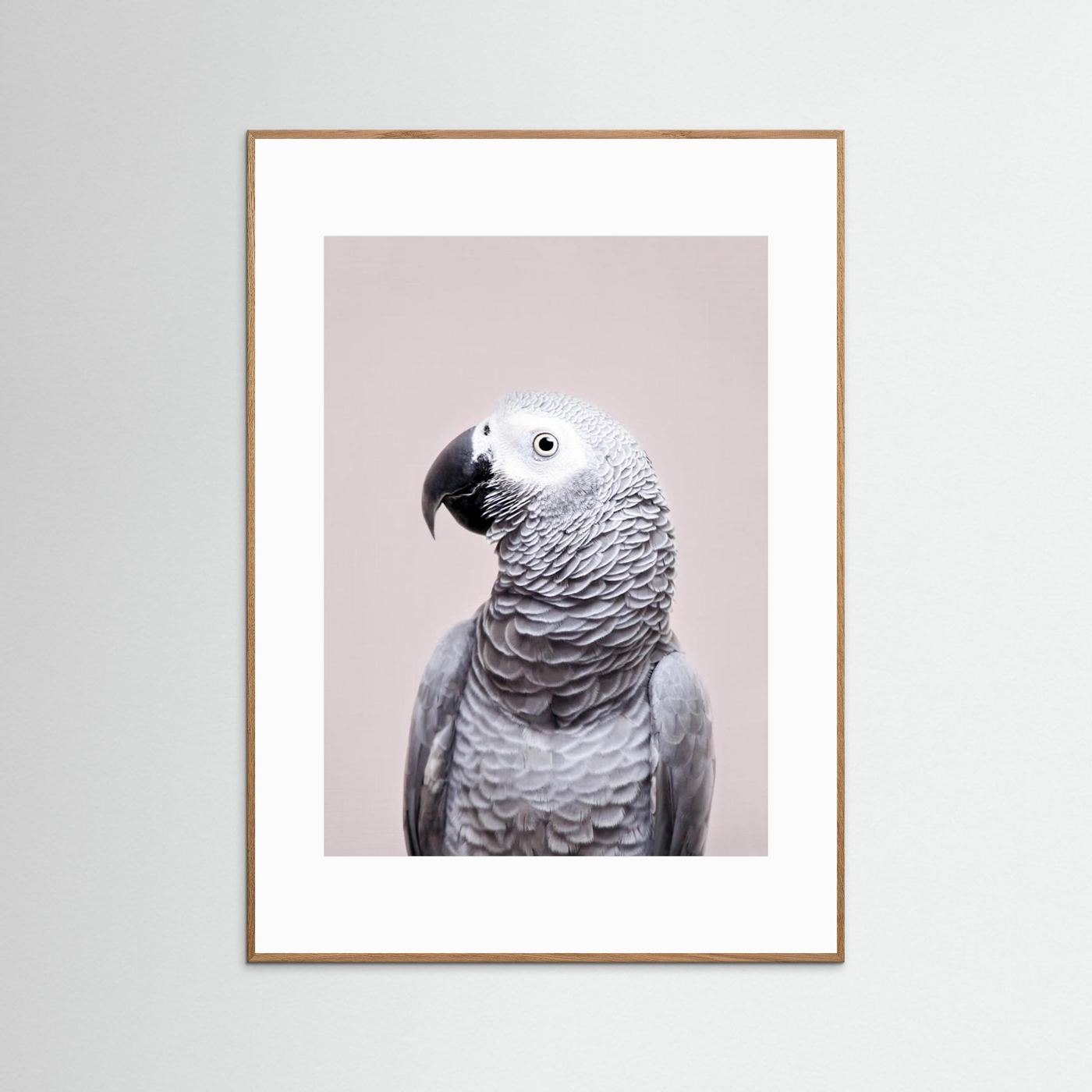 African Grey by Kathrin Pienaar