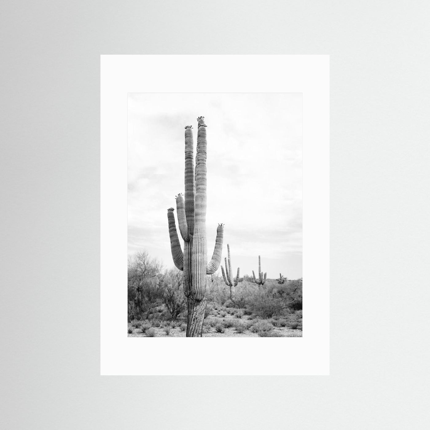 Saguaro B&amp;W by Kathrin Pienaar