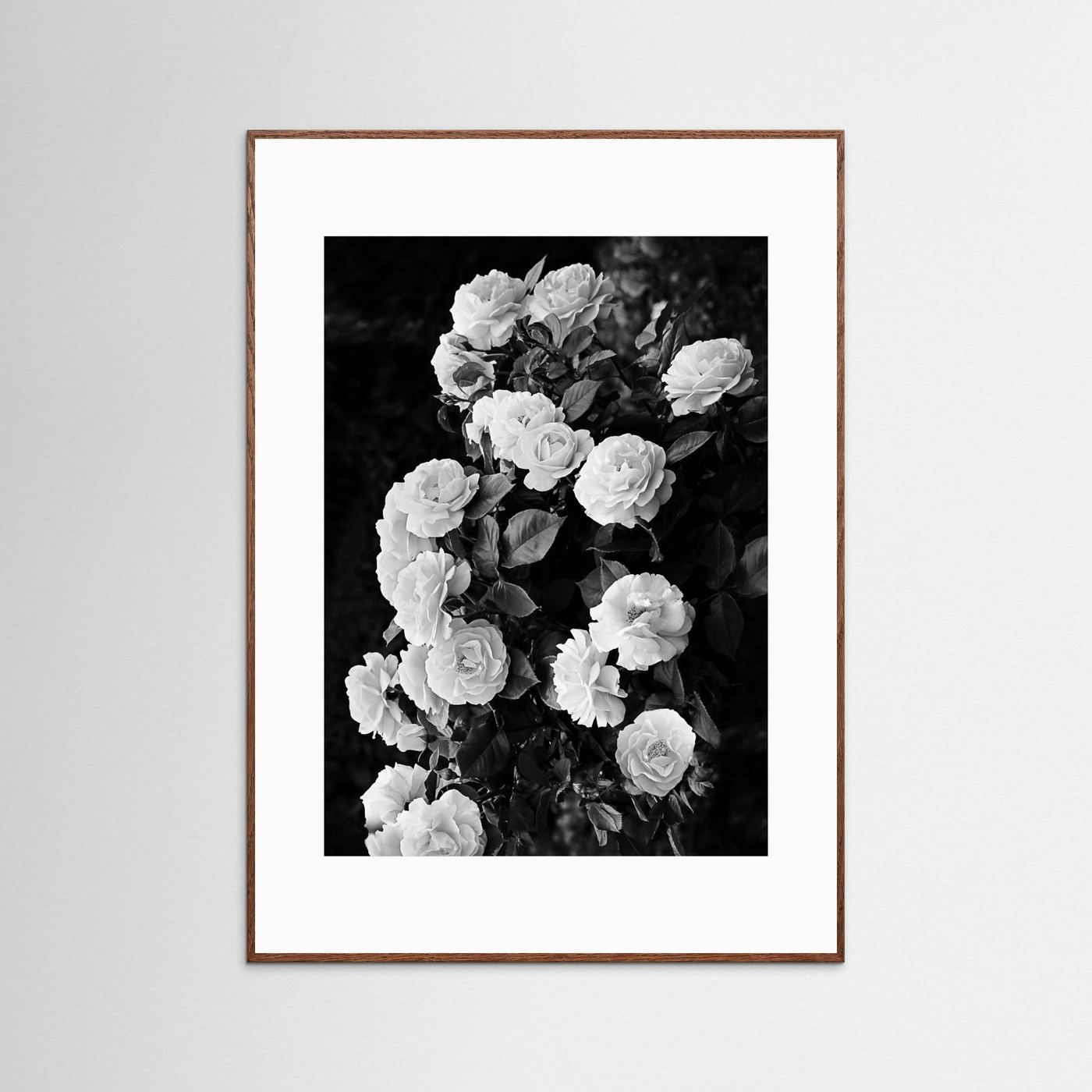 Rose Bush by Kathrin Pienaar