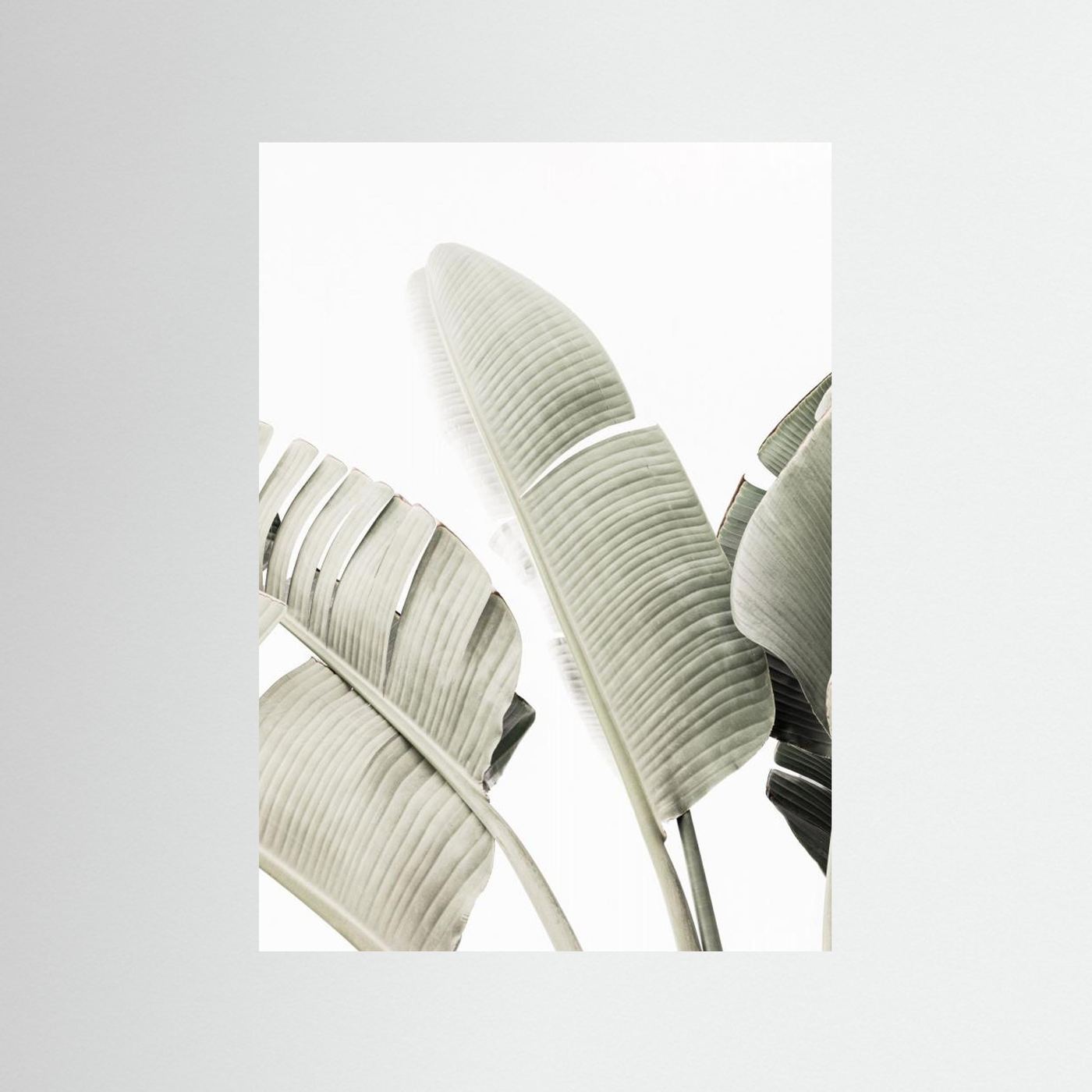 Banana leaf 1 by Kathrin Pienaar