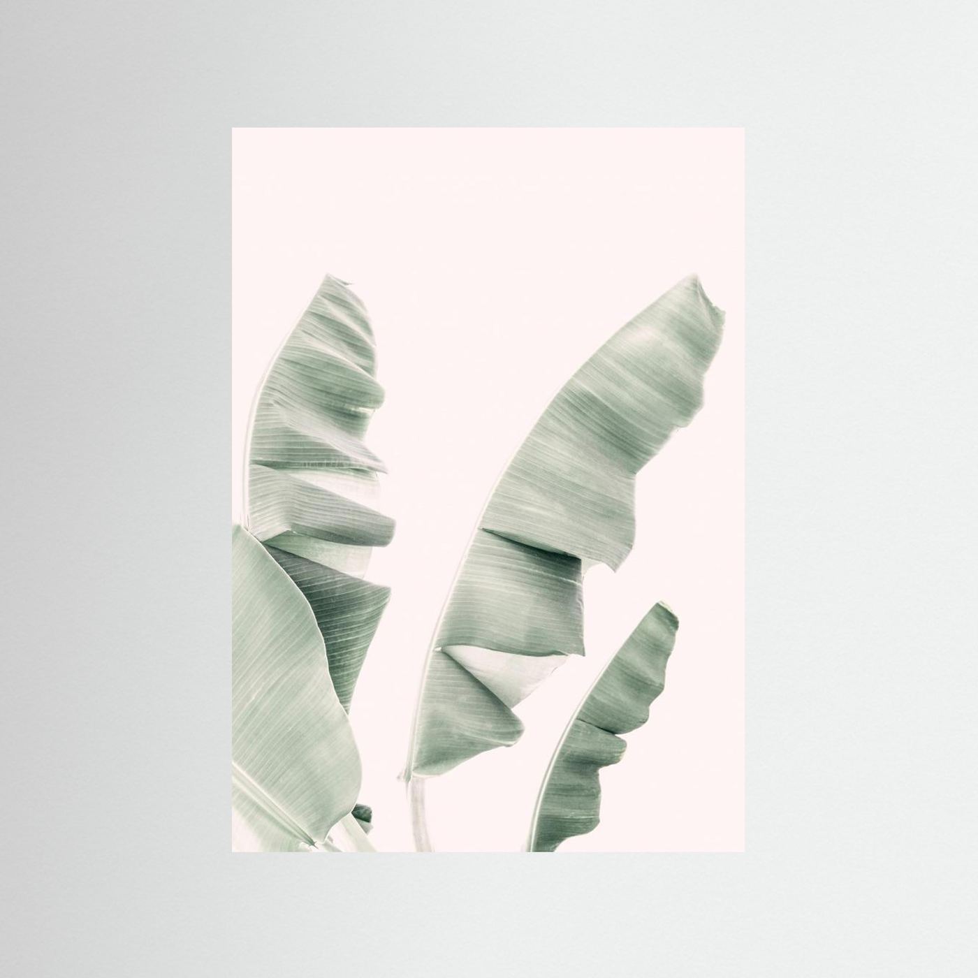Blush Banana Leaves by Kathrin Pienaar