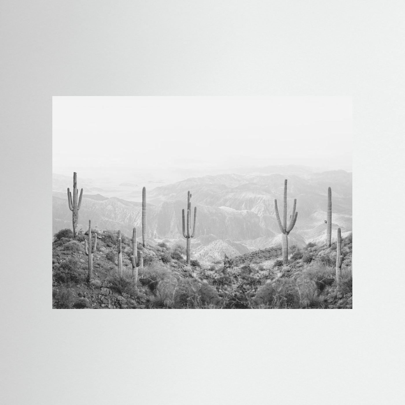 Western Cactus by Kathrin Pienaar