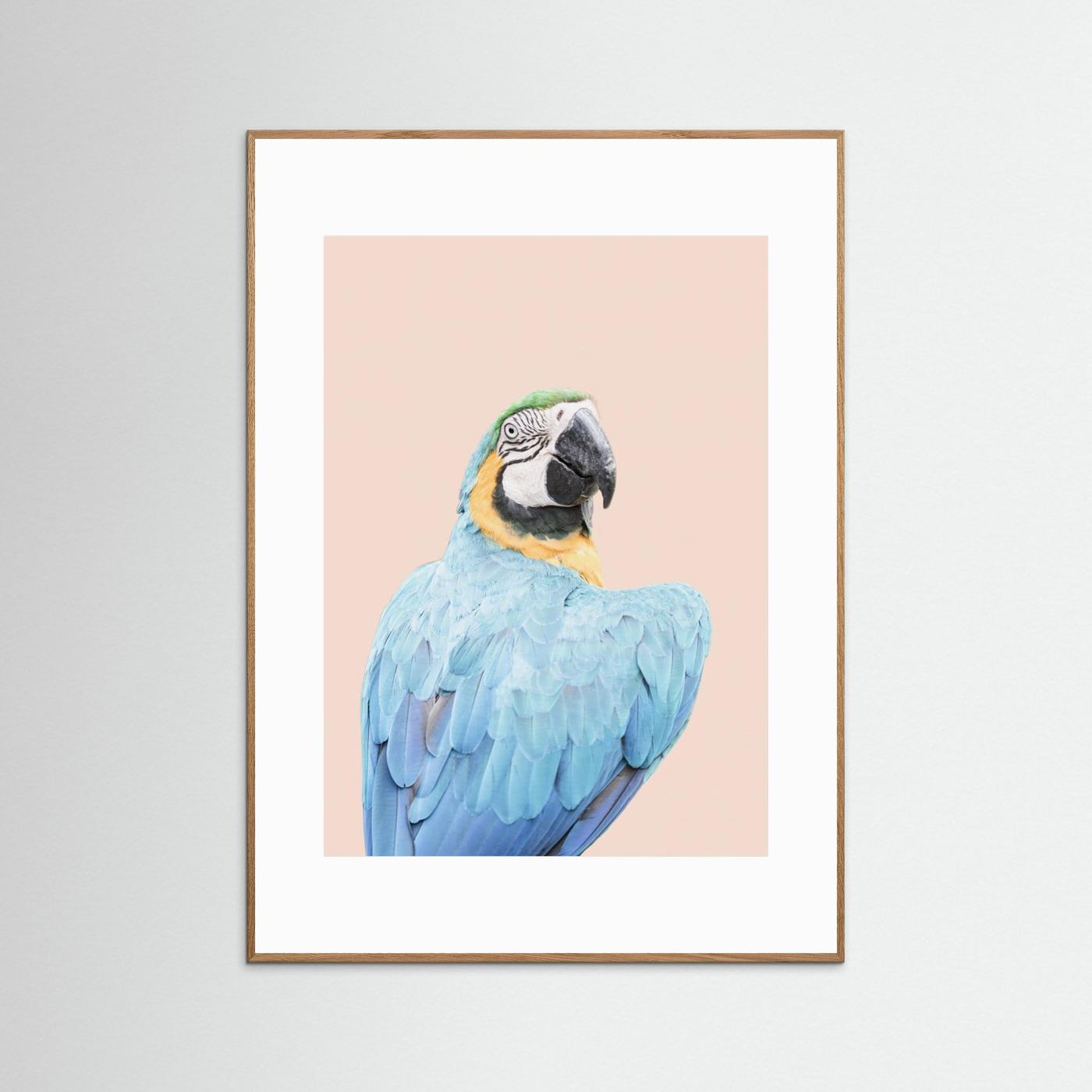 Blue Macaw by Kathrin Pienaar