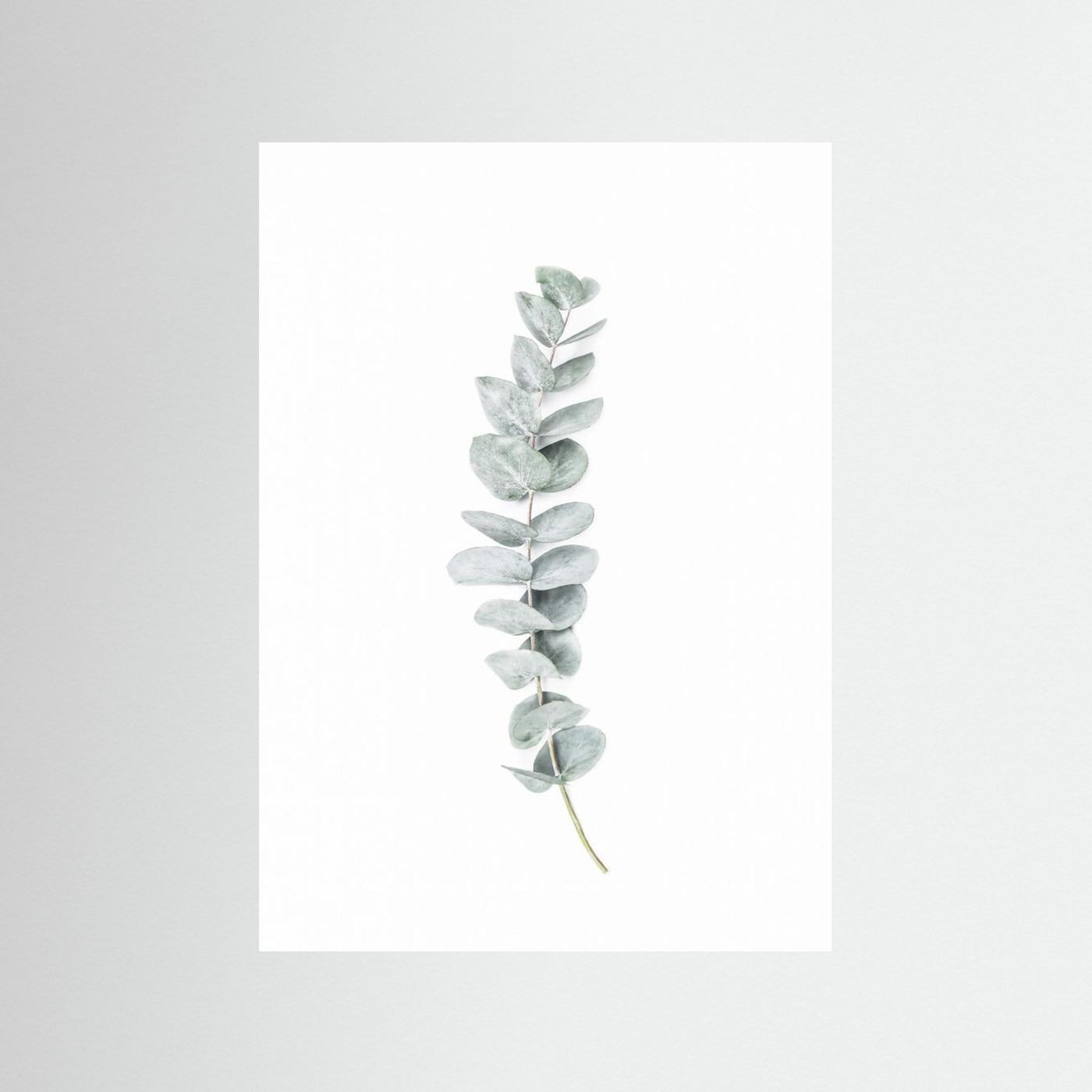 Eucalyptus II by Kathrin Pienaar