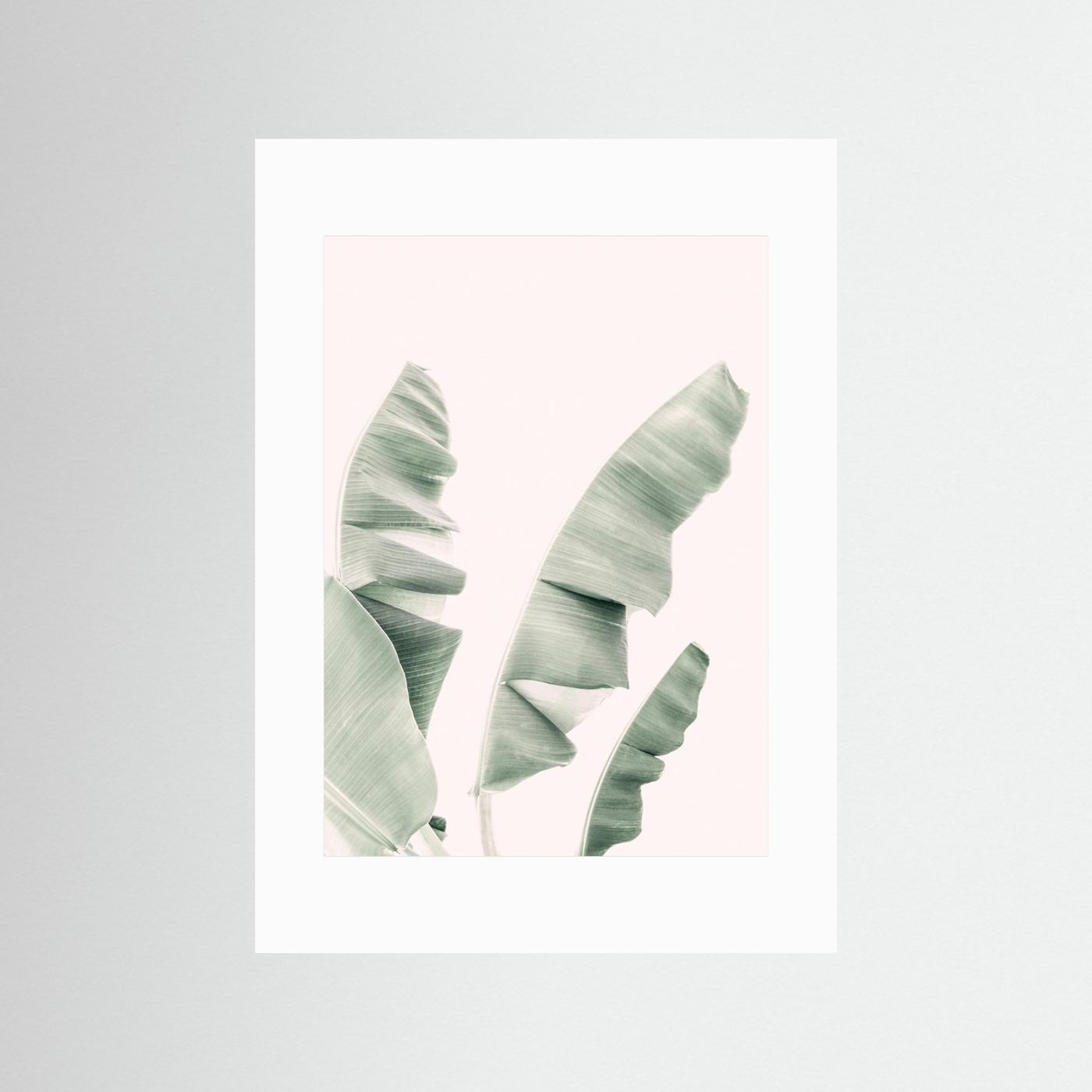 Blush Banana Leaves by Kathrin Pienaar