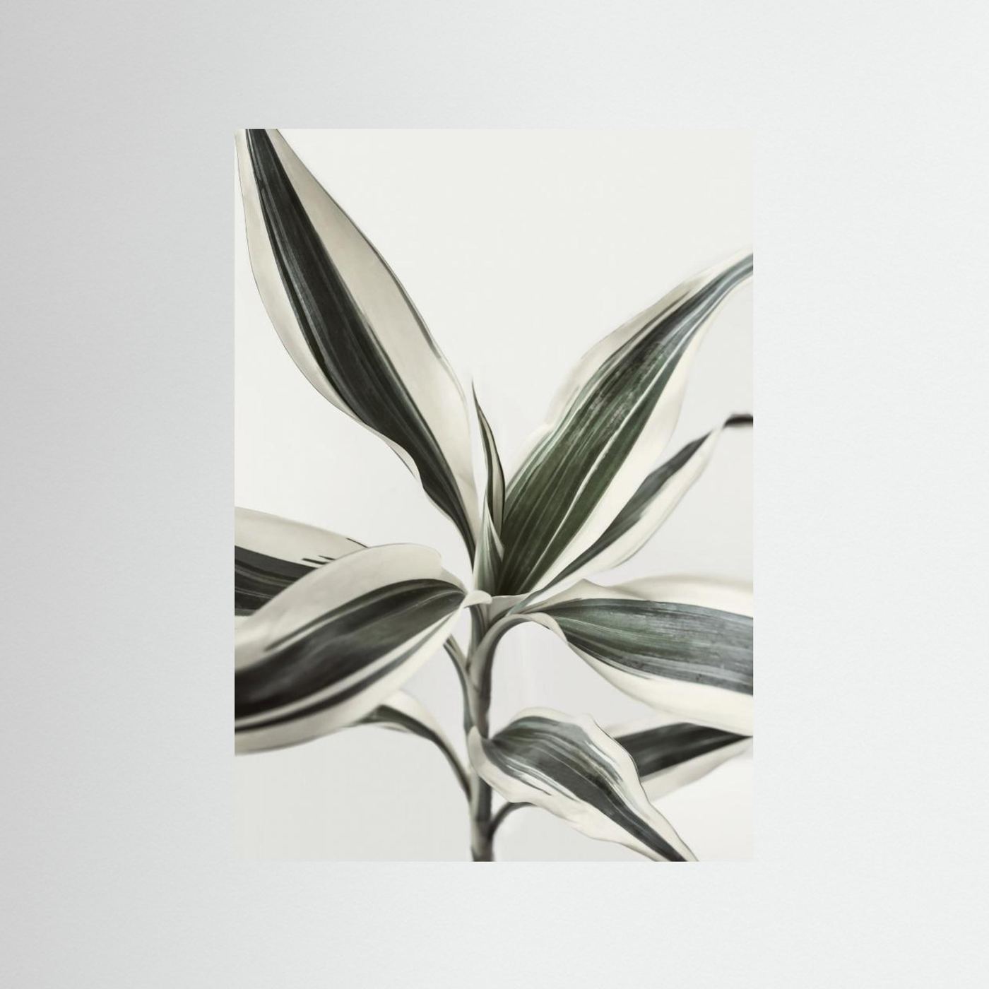 Foliage by Kathrin Pienaar