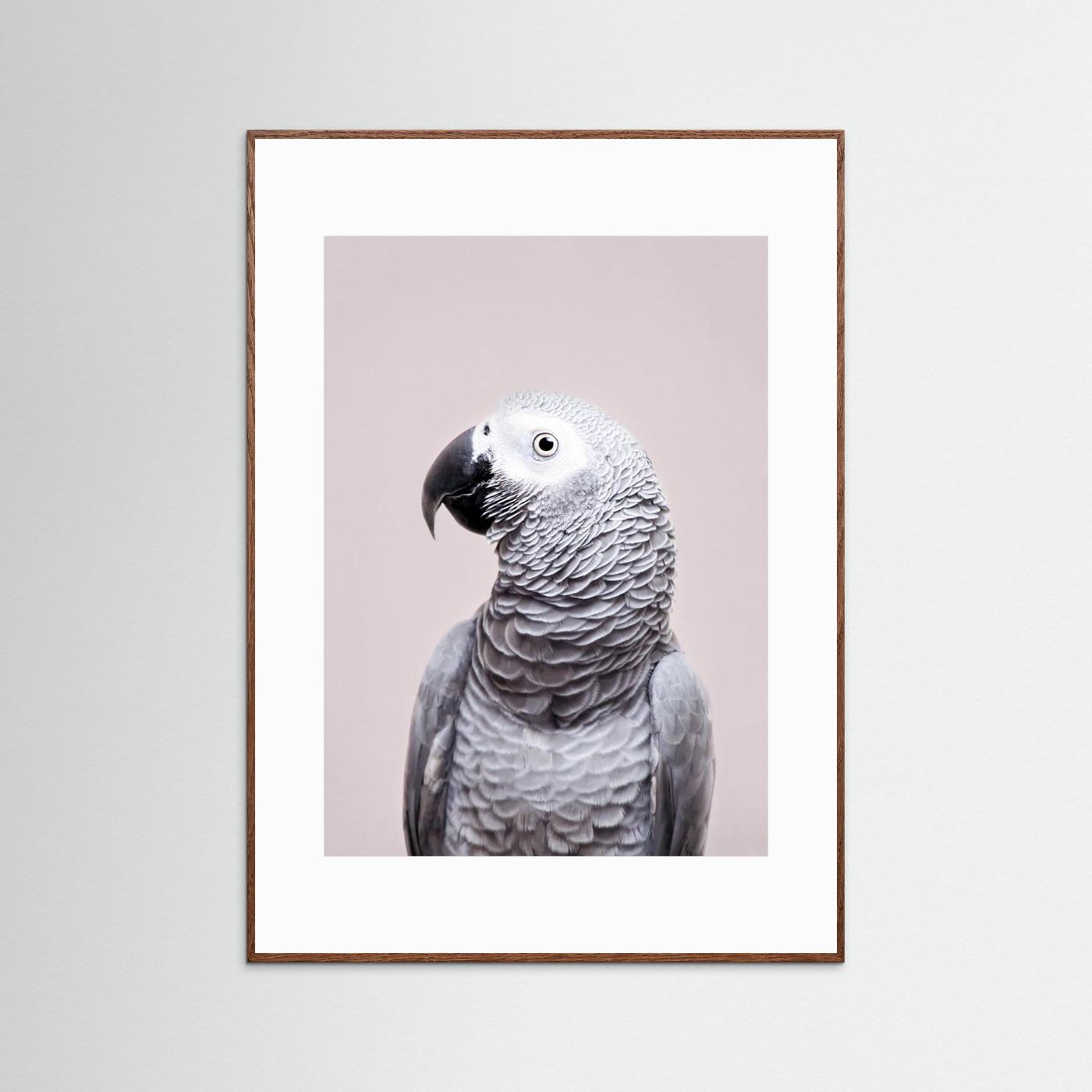 African Grey by Kathrin Pienaar