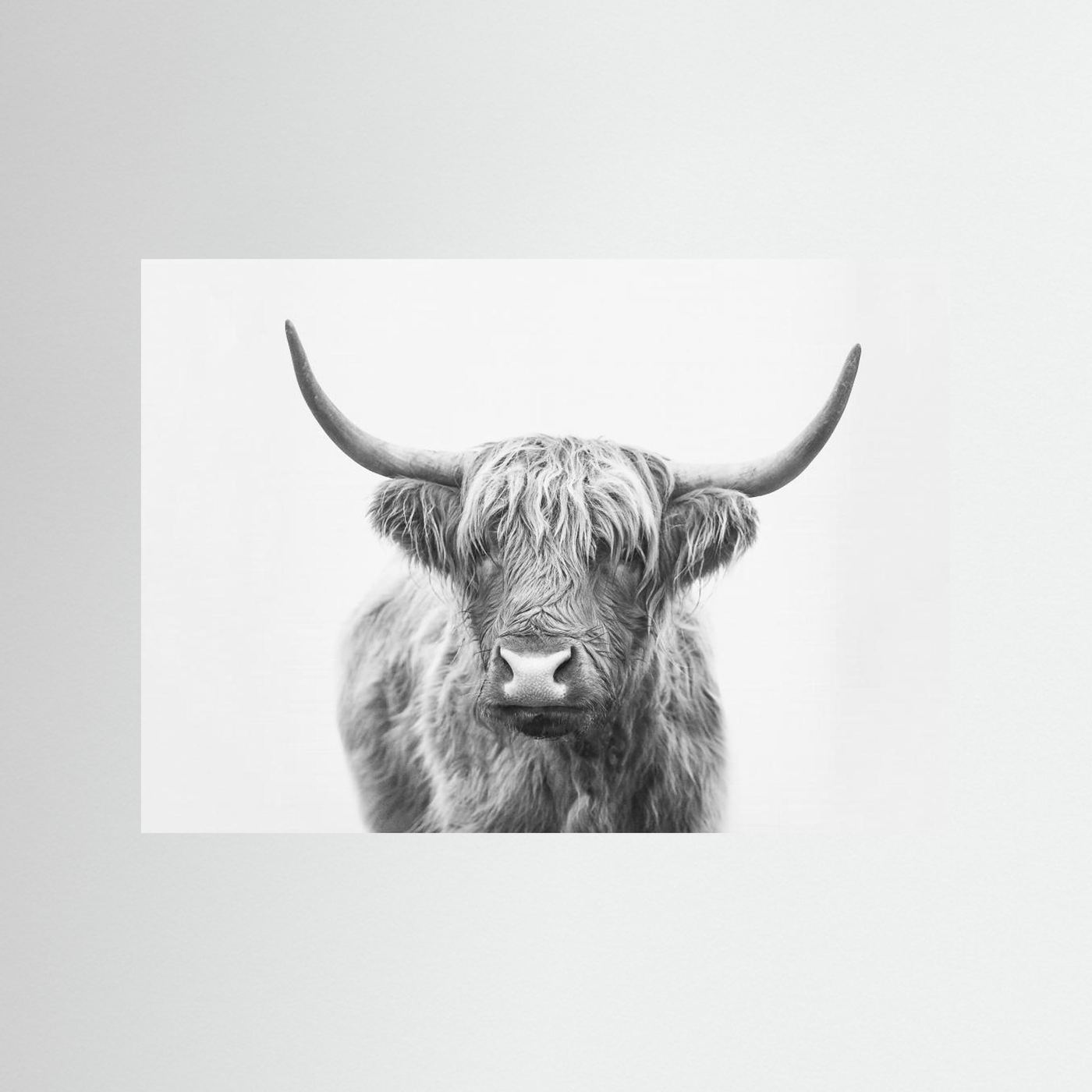 Highland Bull by Kathrin Pienaar