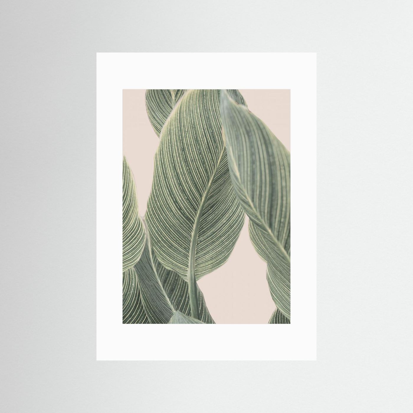 Calla Leaf by Kathrin Pienaar