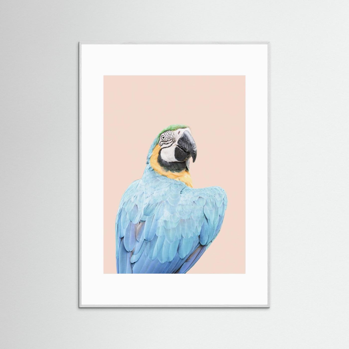 Blue Macaw by Kathrin Pienaar