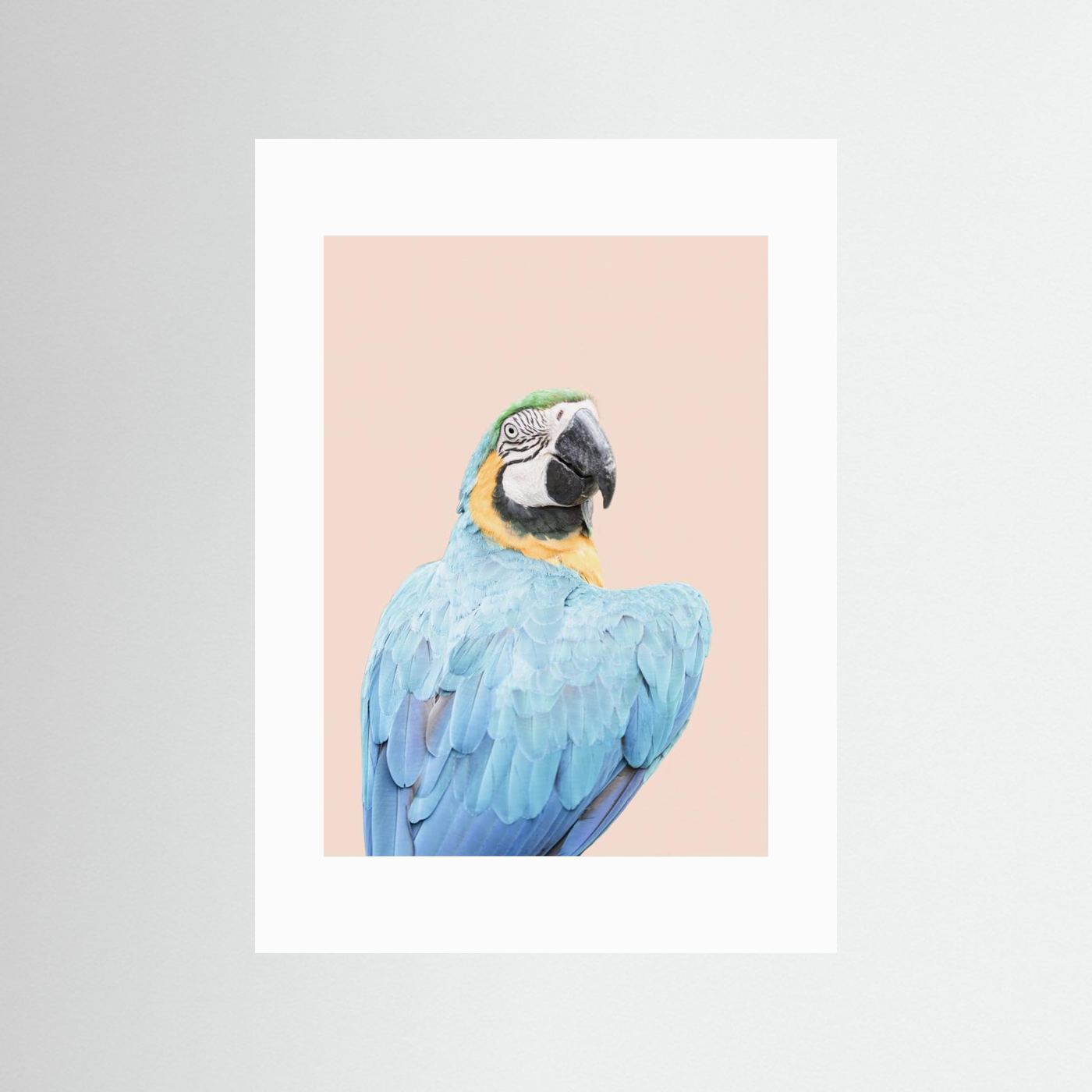 Blue Macaw by Kathrin Pienaar