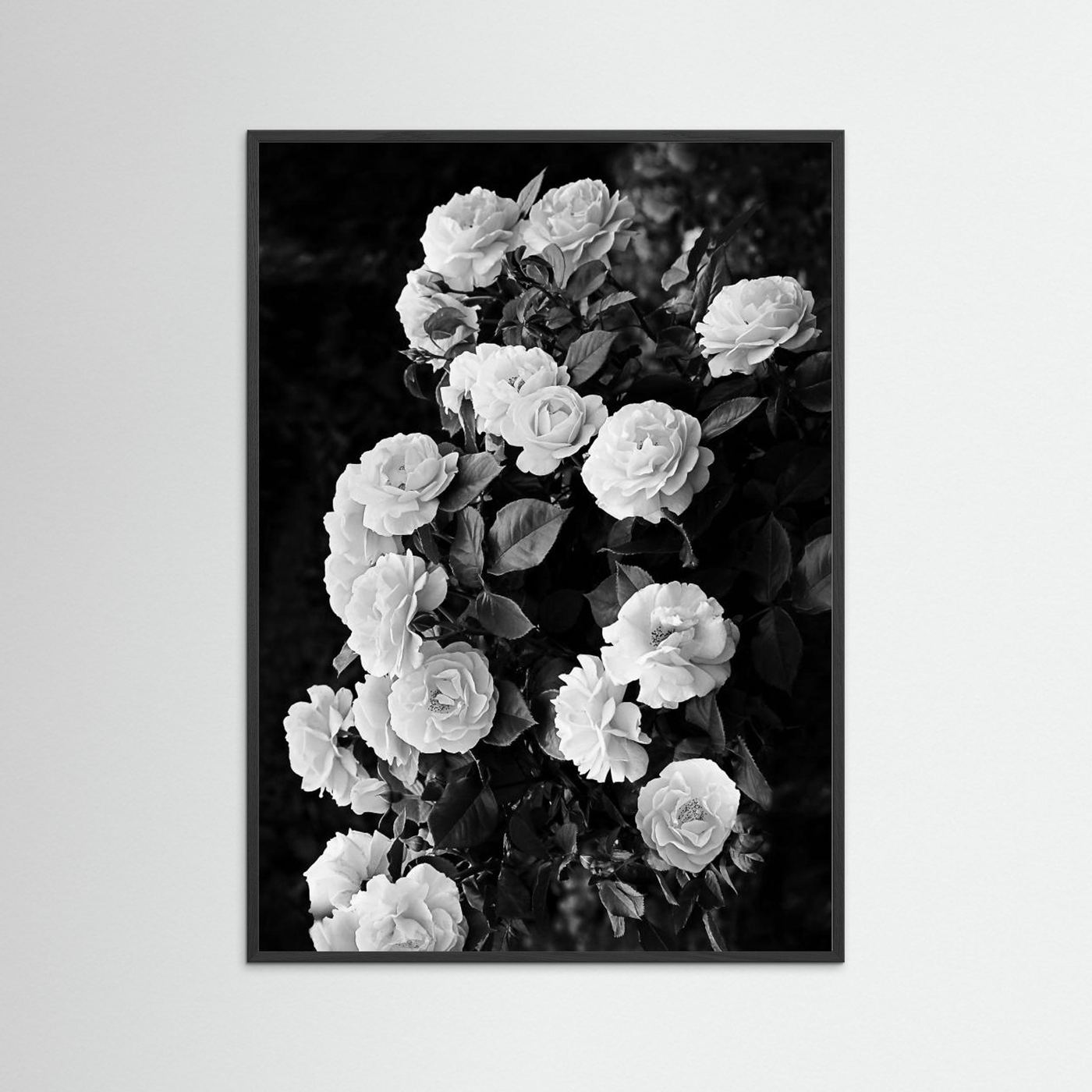 Rose Bush by Kathrin Pienaar