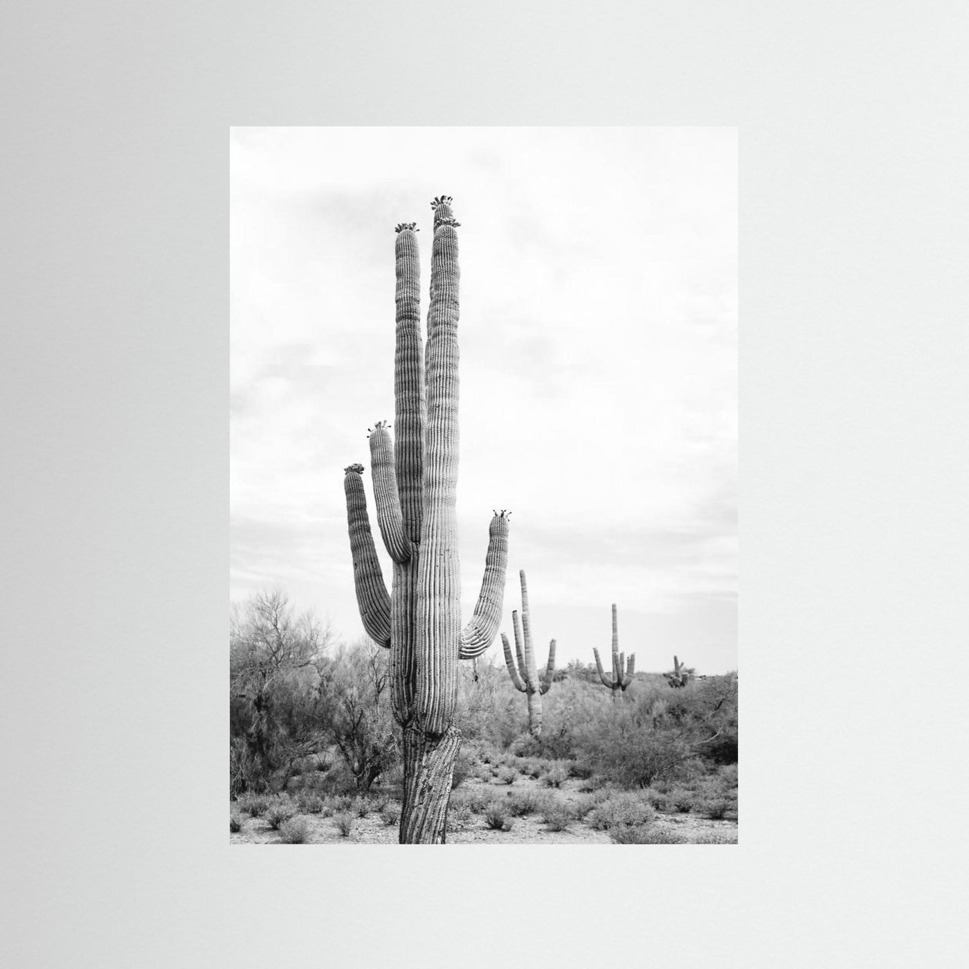 Saguaro B&amp;W by Kathrin Pienaar